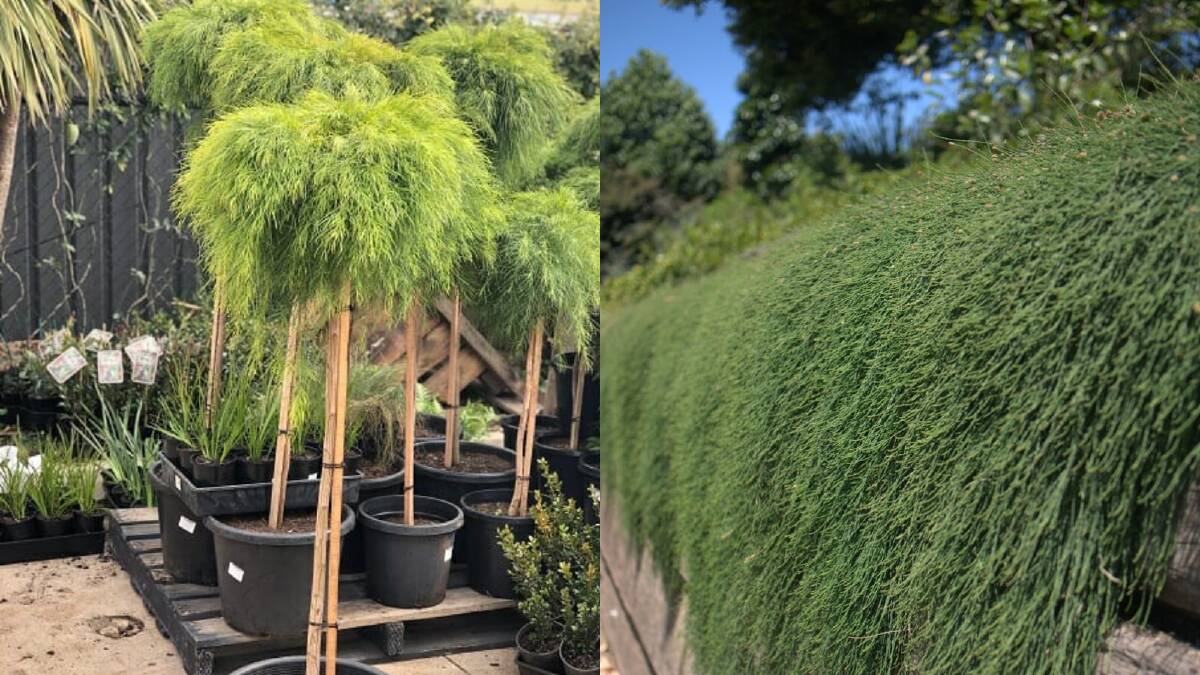 Acacia Cognata 'Limelight' (left) and Casuarina Glauca 'Cousin It' (right). Picture Hello Hello Plants and Garden Supplies