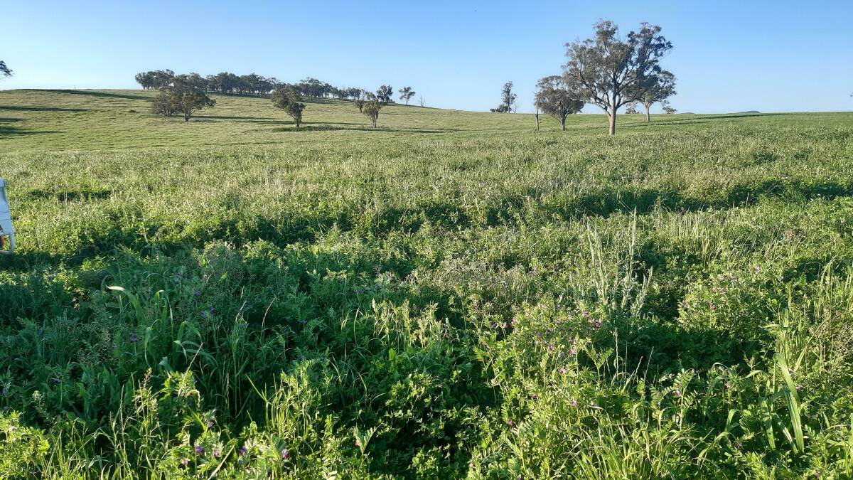 GREEN DAY: A top-notch crop of vetch in the Yeoval district.