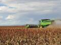 The sorghum harvest continues despite some weather delays and concerns around quality.